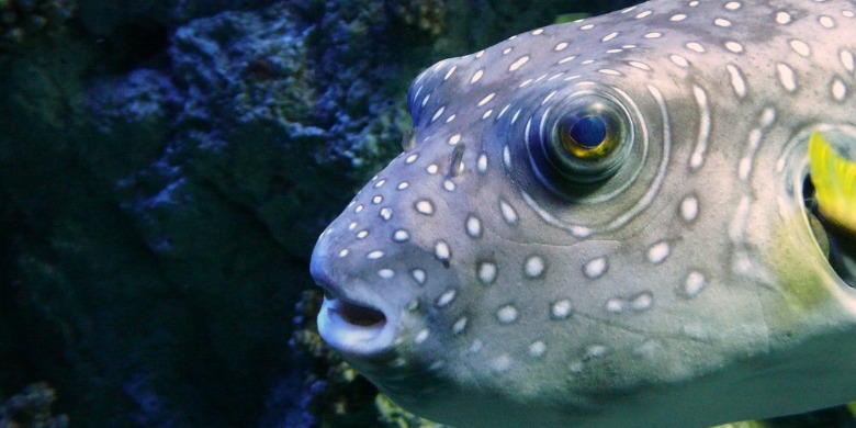 Foto: Judy van der Velden/Flickr