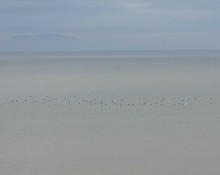 Bild: BIll Abbott/FLickr