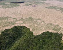 Bild som visar en tredjedel bördig regnskog och resten en gul och torr avverkad yta