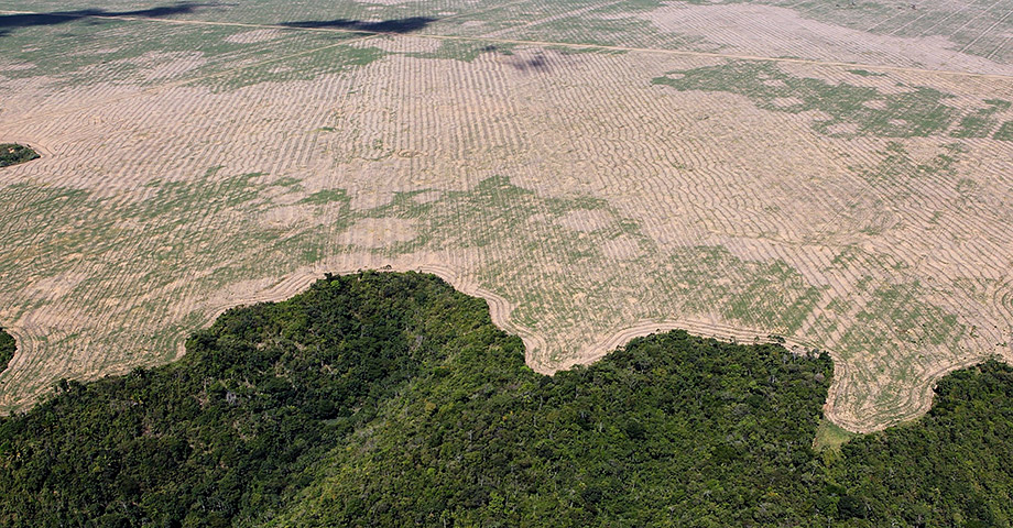 Bild som visar en tredjedel bördig regnskog och resten en gul och torr avverkad yta