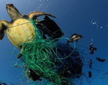 En sköldpadda som försöker simma intrasslad i ett fiskenät