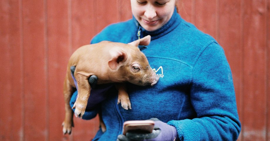 Person håller i gris och tittar på smartphone.